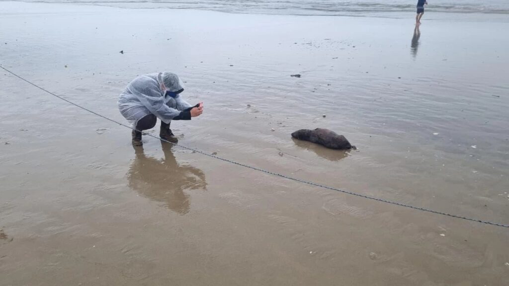 Unesc realiza monitoramento de praias em Balneário Rincão e Jaguaruna