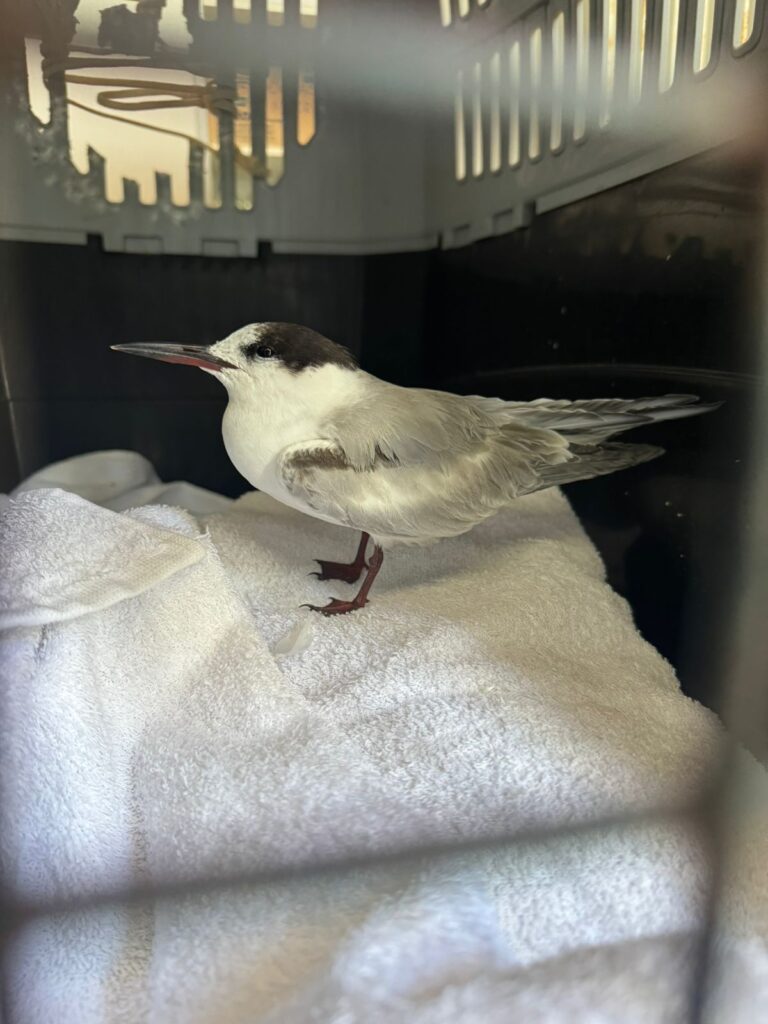 Ave migratória é resgatada em Passo de Torres