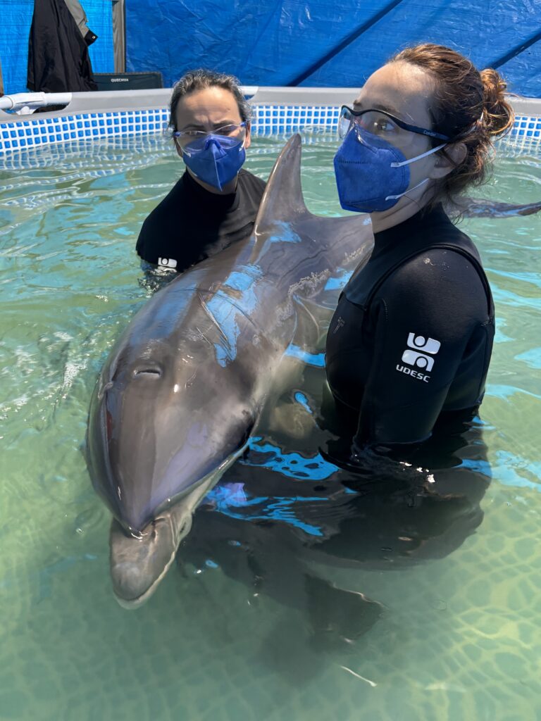 Golfinho resgatado em Laguna será transferido para centro especializado em Florianópolis