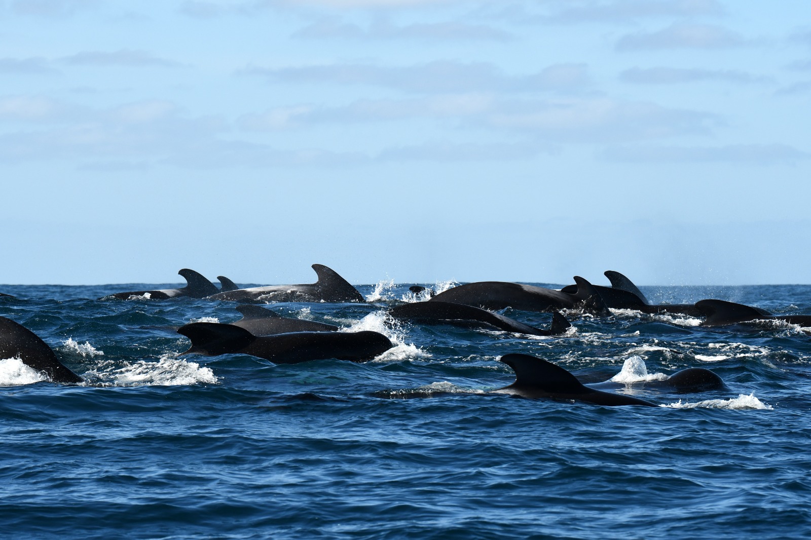 TGS realiza campanha de telemetria de cetáceos na Bacia de Pelotas_02