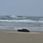 Lobo-marinho juvenil é registrado na orla do Morro dos Conventos