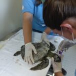 Tartaruga-verde é resgatada em Balneário Arroio do Silva