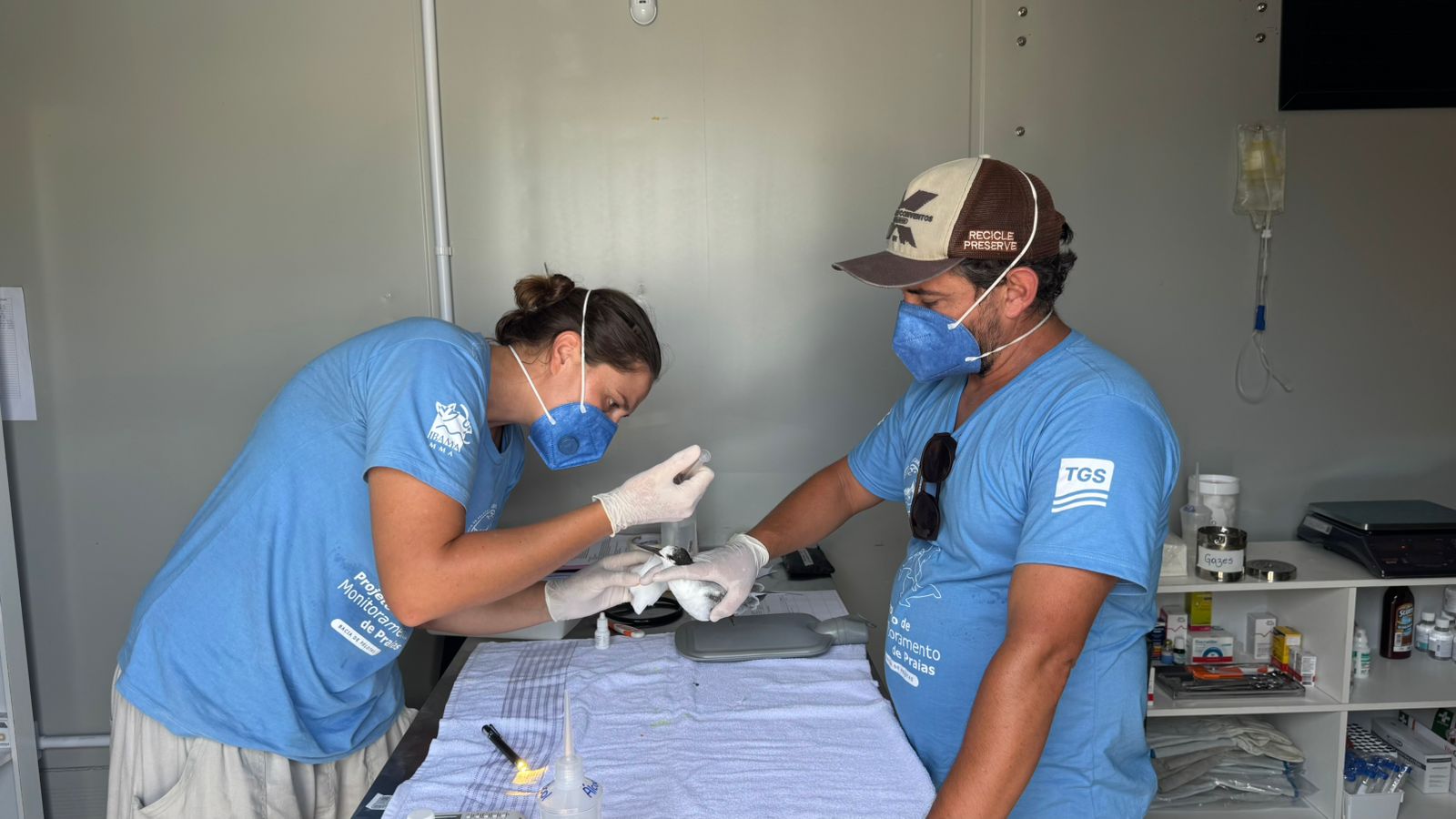 Ave migratória é resgatada em Passo de Torres