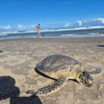 Tartaruga-verde encalha em Balneário Arroio do Silva