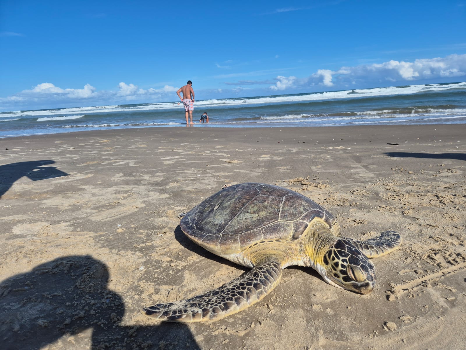 Tartaruga-verde encalha em Balneário Arroio do Silva