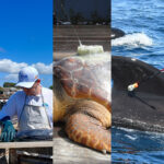 TGS apresenta projetos ambientais desenvolvidos na Bacia de Pelotas