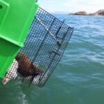 Lobo-marinho é reabilitado e devolvido ao mar em Santa Catarina