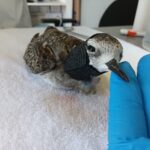 Aves Migratórias são resgatadas em Balneário Gaivota