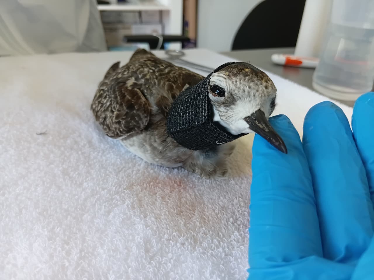 Aves Migratórias são resgatadas em Balneário Gaivota