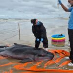 Cachalote-pigmeu encalha em praia do Sul catarinense