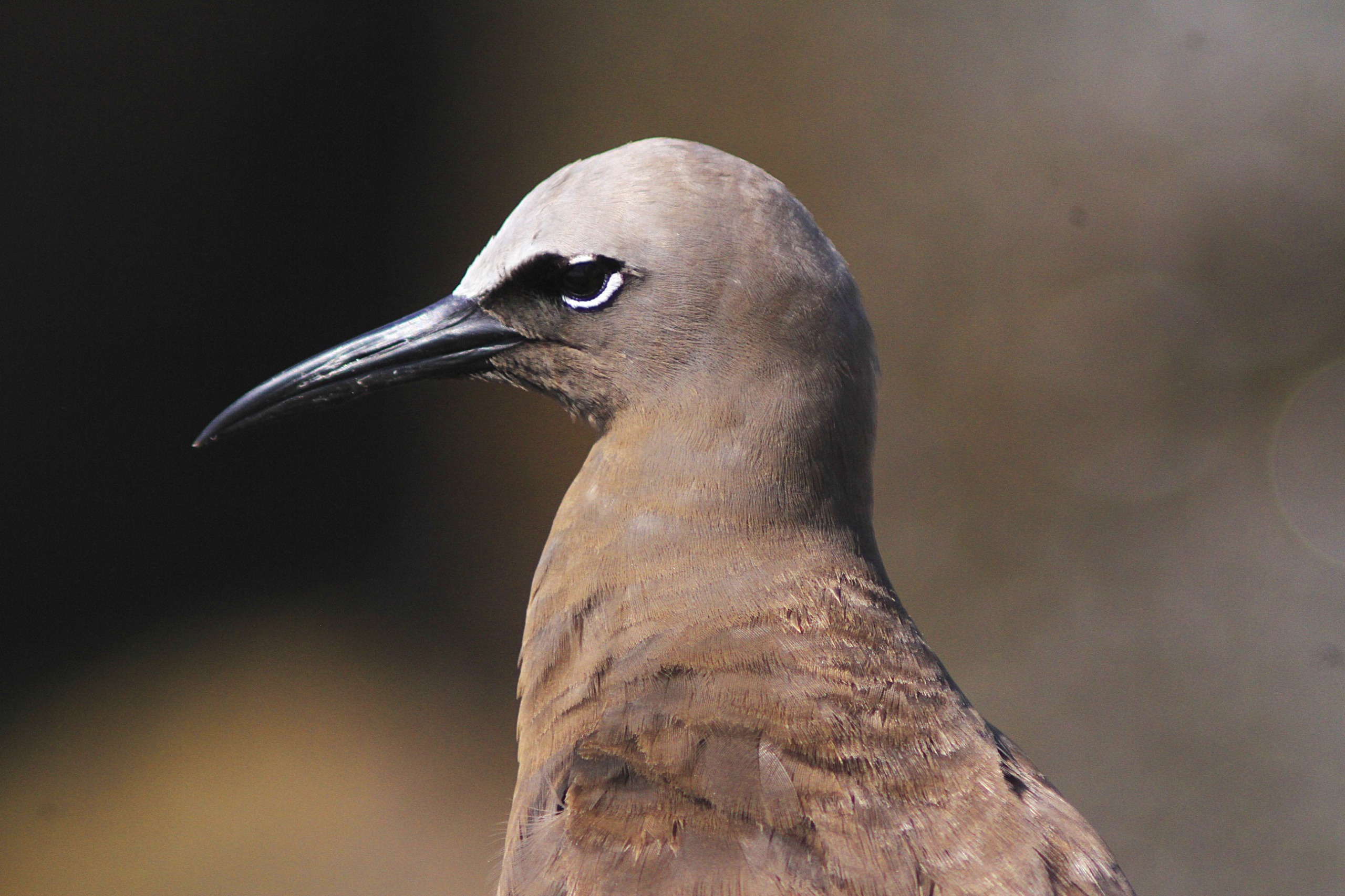 Equipe da Educamar encontra um trinta-réis-escuro