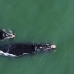 PMP-BP registra primeiras baleias-francas da temporada 2026 em Santa Catarina