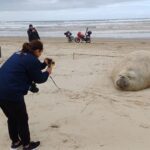 Elefante-marinho reaparece no litoral catarinense
