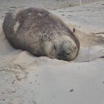 Elefante-marinho segue descansando no litoral do extremo Sul catarinense