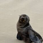 Força-tarefa da Educamar protege lobos-marinhos